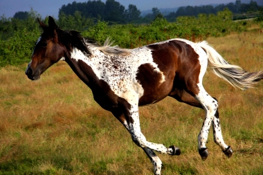 Vision en 2010, yearling