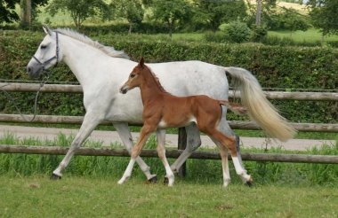 Clayton de Pléville par Hicstead