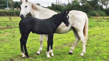 Dies Irae du Fleuve Z Z