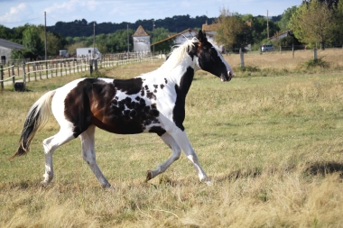 <b>Hélios, 2 ans, août 2019</b>                                                             